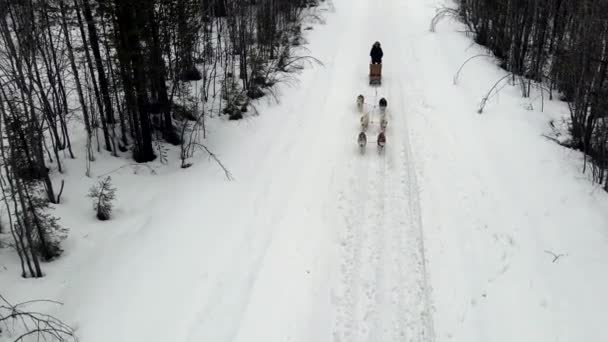 Drone Aerial view of dogsledding handler with team of trained husky dogs mountain pass, husky dog sled riding in winter forest — Stock Video