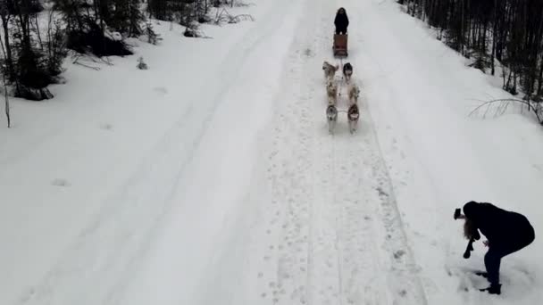 Drone antenn syn på hundspann handler med team av utbildade husky hundar bergspass, husky hund släde ridning i vinterskogen — Stockvideo