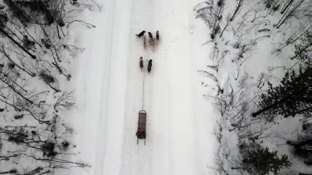 Drone Luchtfoto van hondenslee handler met team van getrainde husky honden bergpas, husky honden slee rijden in de winter bos — Stockvideo