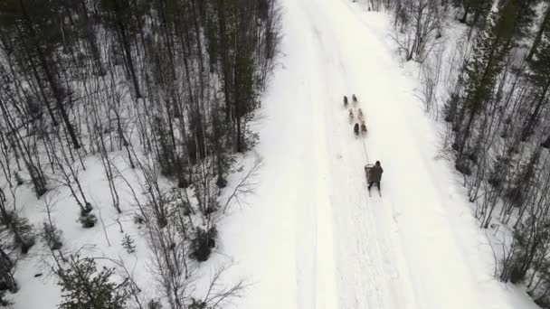 飞行员空中看到带着经过训练的哈士奇狗山口的狗拉雪橇的管理员，看到哈士奇狗雪橇在冬天的森林里骑着 — 图库视频影像