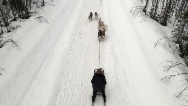 Drone Aerial view of dogsledding handler with team of trained husky dogs mountain pass, husky dog sled riding in winter forest — Stock Video