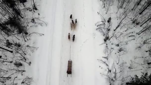 Drone Vue aérienne du maître de traîneau à chiens avec une équipe de chiens husky dressés col de montagne, traîneau à chiens husky équitation dans la forêt d'hiver — Video