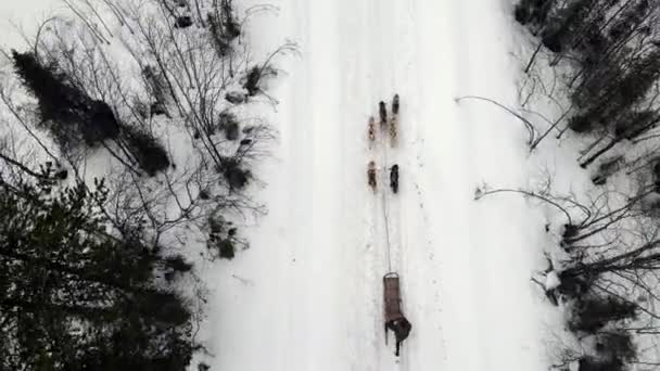 Drone antenn syn på hundspann handler med team av utbildade husky hundar bergspass, husky hund släde ridning i vinterskogen — Stockvideo