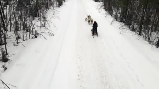 Drone Veduta aerea del gestore di slittino con team di cani husky addestrati passo di montagna, husky cane slitta equitazione nella foresta invernale — Video Stock