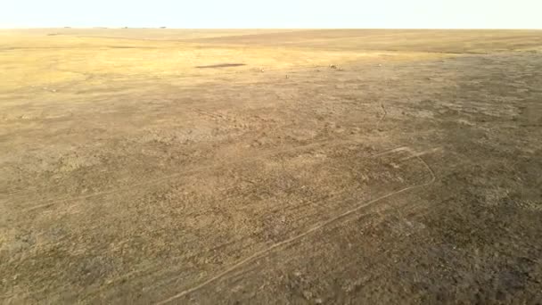 Wilde saiga antilope draait. Herd van antilopen loopt op steppen naar de rivier. 4k hdr slow motion — Stockvideo