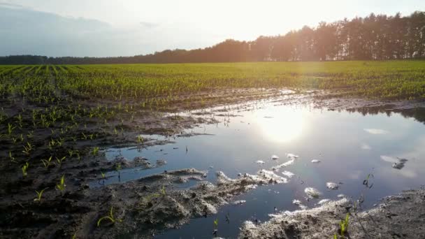 Mladá kukuřičná pole jsou zaplavena vodou po dešti. Pudlujte v terénu. Zemědělství, koncepce zemědělských ztrát. Zpomalený pohyb — Stock video
