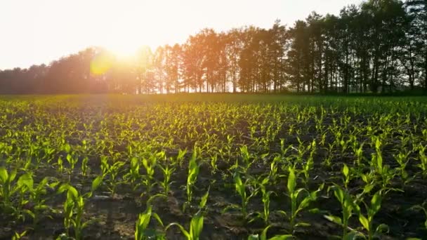 Pole s mladou kukuřicí střílí při západu slunce. Zemědělská půda. Zelené výhonky v řadách. Zemědělský obchod. Letecký pohled, zpomalený pohyb — Stock video