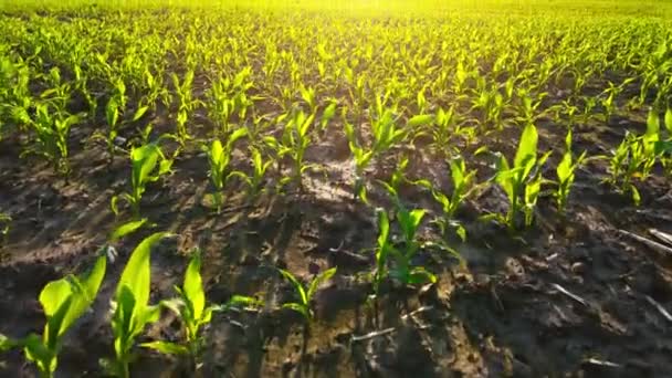 Řady zelených výhonků kukuřice v létě za úsvitu. Letecký záběr kukuřičného pole. Výhonky zelené kukuřice, technologie pěstování kukuřice. Nízký pohled, zpomalený pohyb — Stock video