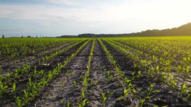 Yeşil mısır tarlaları yazın şafakta filizlenir. Mısır tarlasının havadan görüntüsü. Yeşil mısır filizleri, mısır yetiştirme teknolojisi. Düşük görünüm, yavaş çekim