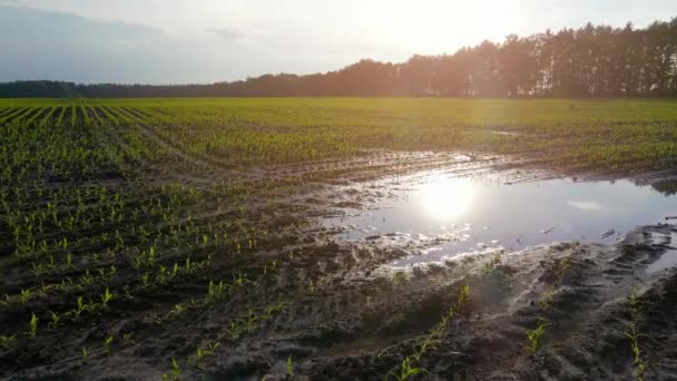 Los campos de maíz jóvenes se inundan con agua después de la lluvia. Puddle in the field. Agricultura, concepto de pérdida de agricultura. Movimiento lento — Vídeo de stock