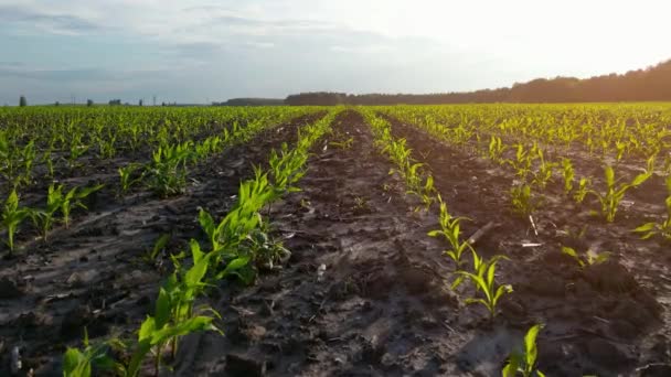 Cultivo de maíz. maíz verde joven. Las plántulas de maíz están creciendo en hileras en el campo agrícola. Fondo de puesta de sol y tierra fértil y húmeda de color marrón oscuro. Agricultura, eco granja. Movimiento lento — Vídeo de stock