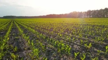 Genç mısırların filizlendiği bir tarla. Çiftlik arazisi. Sıraya dizilmiş yeşil lahanalar. Tarım. Yavaş çekim