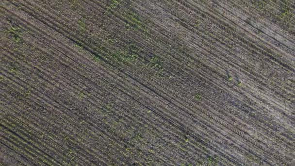 Zvětšit záběr pole s mladými kukuřičnými výhonky. Pohled shora z dronu. Letecký pohled na zemědělskou půdu. Zemědělství — Stock video