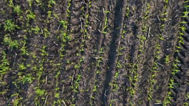 Zoom uit het veld met jonge maïsscheuten. Bovenaanzicht van drone. Luchtfoto van landbouwgrond. Landbouw — Stockvideo