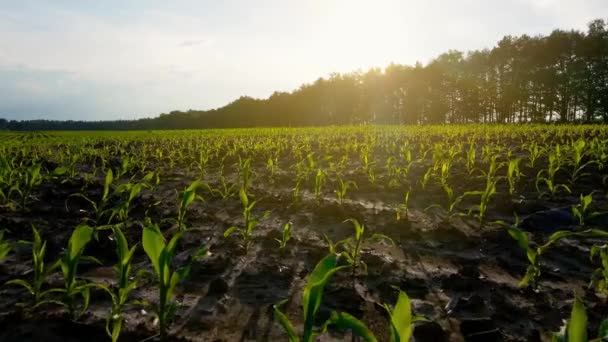 Ein Feld mit jungen Maiskeimen bei Sonnenuntergang. Ackerland. Reihenweise sprießt Grünzeug. Schlechte Sicht — Stockvideo
