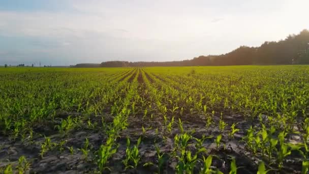 Rangées de pousses de maïs vert en été à l'aube. Vue aérienne du champ de maïs. Les germes de maïs vert, technologie de culture du maïs. Vue basse, ralenti — Video