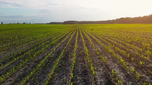 Un campo con brotes de maíz jóvenes al atardecer. Tierra de cultivo. Brotes verdes en hileras. Negocio agrícola. Vista aérea, cámara lenta — Vídeo de stock