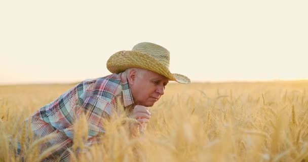 Літній чоловік у солом'яному капелюсі стоїть на урожаї готового пшеничного поля і перевіряє якість пшениці — стокове відео