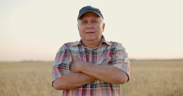Viejo hombre de negocios en camisa de jaque de pie en el campo de trigo maduración de oro y sonriendo — Vídeos de Stock
