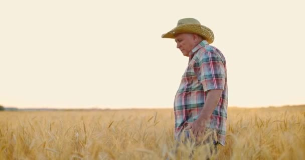 Tarım tarlalarında yürüyen çiftçi gün batımında dikenli dikenlerle buğday kulaklarına elleriyle dokunuyor. — Stok video