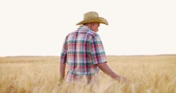 Campesino en camisa de cheque caminando por el campo de trigo dorado y comprobando la cosecha en la noche de verano — Vídeo de stock