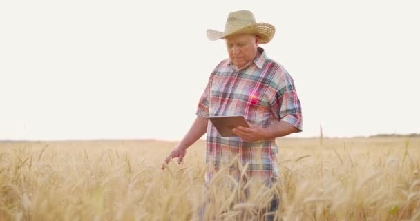 Старший фермер, який працює в цифровому планшеті. Агрономіст оглядає пшеничний завод на заході сонця — стокове відео