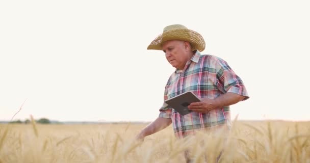 Oude landbouwer die op zomerdag in tarweveld werkt en tarwegewassen analyseert met behulp van tabletten — Stockvideo