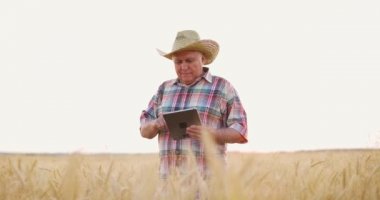 Buğday tarlasında tabletle çalışan kıdemli çiftçi. Tarlada buğday hasadı üzerinde çalışan gronomist.
