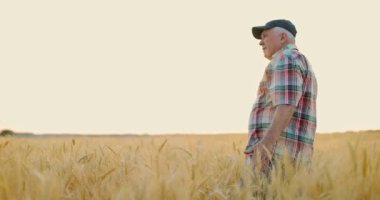  Çiftçi altın buğday tarlasında yürüyor ve elini buğday tarlasında gezdiriyor.