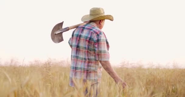 Чоловічий фермер у контрольній сорочці, солом'яному капелюсі та джинсах, що ходять у пшеничному полі, тримаючи лопату на плечі — стокове відео