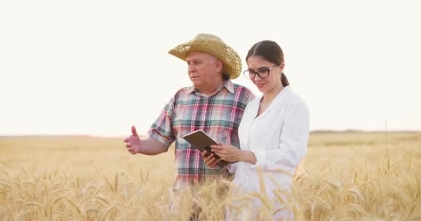 Fiatal nő agronómus tabletta a kezében, és a mezőgazdasági termelő kalap séta sárga búza mező naplementekor — Stock videók