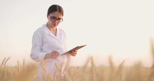 Buğday tarlasında duran genç bayan işçi. Buğday kalitesini analiz eden bilim adamı, tablete veri ekliyor. — Stok video