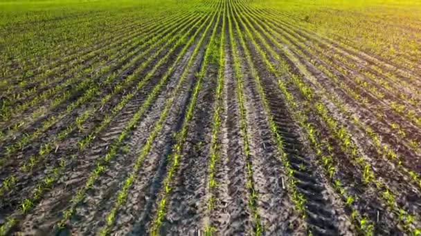 Fileiras de brotos de milho verde no verão ao amanhecer. Tiro aéreo do campo de milho. Os brotos de milho verde, tecnologia de cultivo de milho. Visão baixa, câmera lenta — Vídeo de Stock