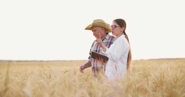 Agricultor y científico caminando en campo de trigo examinando cultivo. Mujer con tableta tocando espiguilla — Vídeo de stock