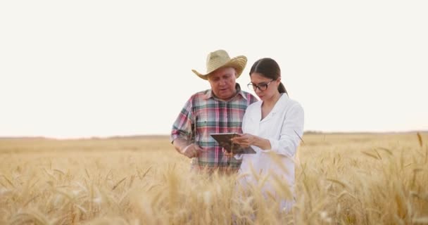 タブレットを使用して黄金の小麦畑で働くシニア農家や若い女性農学者 — ストック動画
