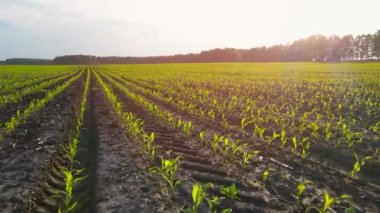 Genç mısır filizleriyle dolu bir tarla. Sıraya dizilmiş yeşil lahanalar. Tarım. Yavaş çekim