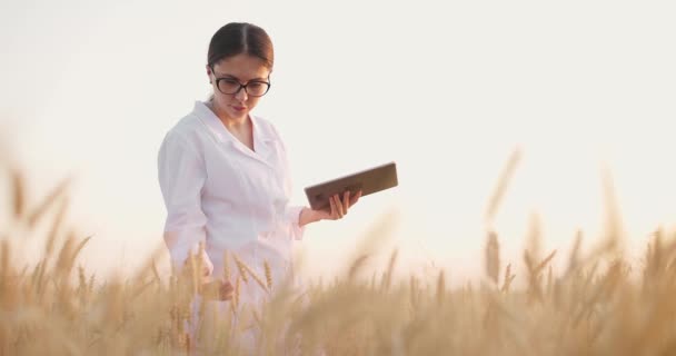 Mladá žena agronomista s tablet kontrolu pšenice zdraví v poli.Pracovník dotýká zralý hrot — Stock video