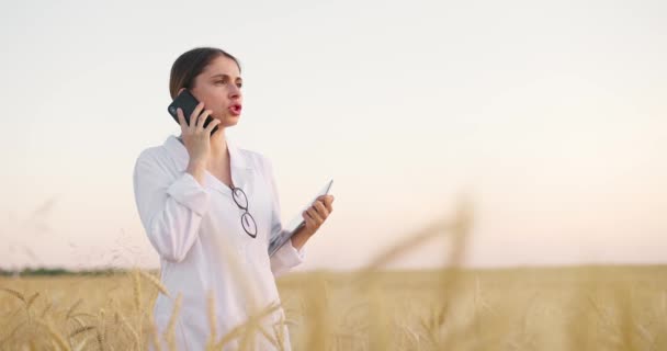 Gün batımında buğday tarlasında mahsulü denetleyen beyaz önlüklü bir işçi. Elinde tablet tutan kadın telefonda konuşuyor. — Stok video