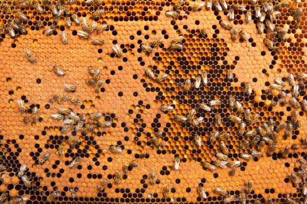 Bienen brüten — Stockfoto