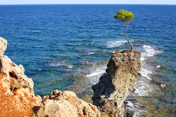 Kayanın üzerinde çam — Stok fotoğraf