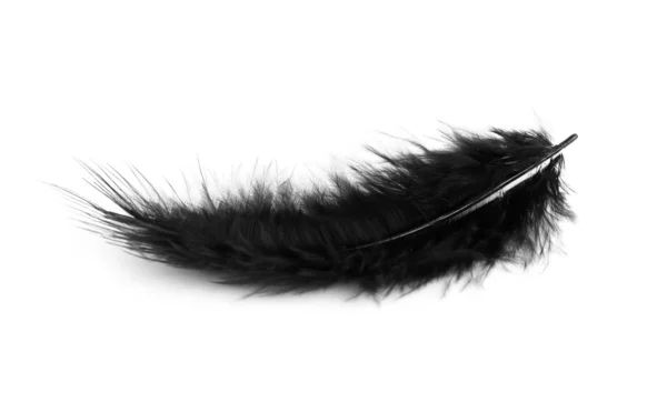 Pluma negra Imagen De Stock