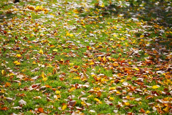 Gramado com folhas amarelas — Fotografia de Stock