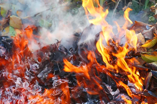 Waldbrand — Stockfoto