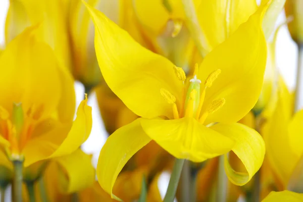 Tulipani selvatici — Foto Stock