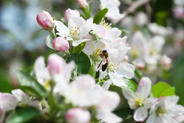 Blühender Apfelbaum — Stockfoto