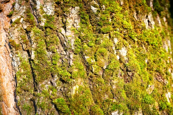 Alte Rindenstruktur — Stockfoto