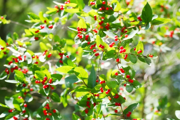 Honeysuckle berries — Stock Photo, Image