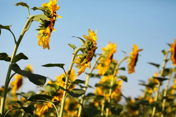 Girasoles — Foto de Stock