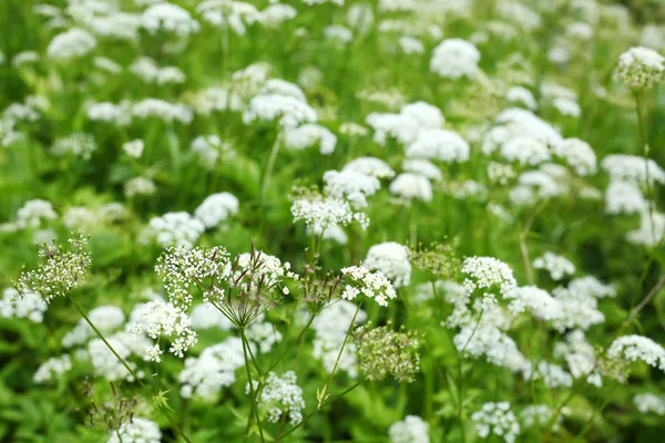 Wild meadow — Stock Photo, Image