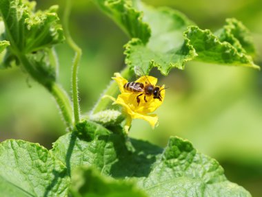 Salatalık çiçeği